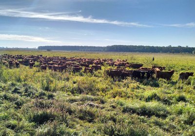 30 років волинській м'ясній породі: проблеми галузі тваринництва в області та підтримка від держави 30 років волинській м'ясній породі: проблеми галузі тваринництва в області та підтримка від держави
