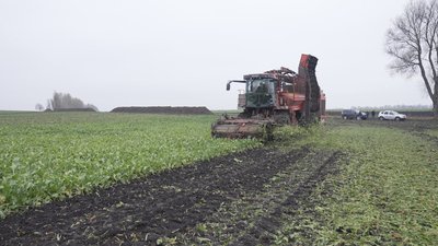 Врожайність — понад 600 центнерів із гектара: бурякові жнива на Вінниччині Врожайність — понад 600 центнерів із гектара: бурякові жнива на Вінниччині