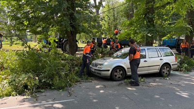 У Полтаві через сильний вітер падають дерева