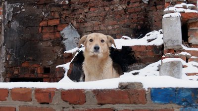 "Ветеранська справа": Наталія Черкасова доглядає за майже пів сотнею тварин "Ветеранська справа": Наталія Черкасова доглядає за майже пів сотнею тварин