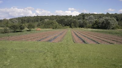 Релоковане поле: підприємиця пересадила лаванду із прикордоння Сумщини углиб регіону
