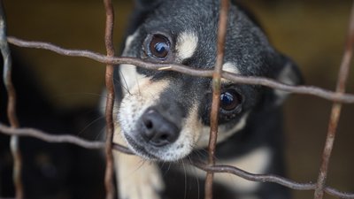Мерзнуть у вольєрах, їжа й вода перетворюються на лід: у притулку на Дніпропетровщині хворіють собаки Мерзнуть у вольєрах, їжа й вода перетворюються на лід: у притулку на Дніпропетровщині хворіють собаки