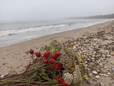 Зібраний букет квітів та рослин лежить на березі Азовського моря Зібраний букет квітів та рослин лежить на березі Азовського моря