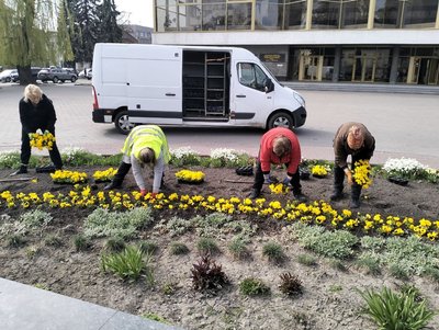 Ціна віоли — 28 гривень: скільки цього року витратять на висадку квітів у Луцьку Ціна віоли — 28 гривень: скільки цього року витратять на висадку квітів у Луцьку