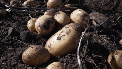«На пюрешку дуже смачна»: як подружжя фермерів з Чернігівщини вирощує картоплю та шукає клієнтів у TikTok «На пюрешку дуже смачна»: як подружжя фермерів з Чернігівщини вирощує картоплю та шукає клієнтів у TikTok