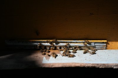 "Качаємо відро меду з вулика". Яким був початок медозбору на Сумщині "Качаємо відро меду з вулика". Яким був початок медозбору на Сумщині