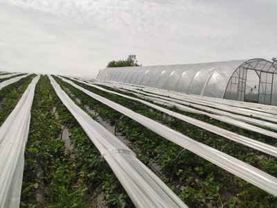 Полуниці, вирощування полуниць в теплиці, врожай полуниць, сорти полуниць, догляд за полуницями Полуниці, вирощування полуниць в теплиці, врожай полуниць, сорти полуниць, догляд за полуницями