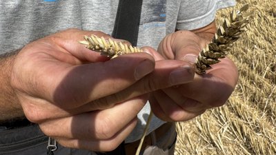 Озима пшениця село Золоті Пруди Олександрівська громада Донецька область 11 липня 2025 рік Озима пшениця село Золоті Пруди Олександрівська громада Донецька область 11 липня 2025 рік