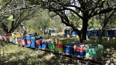 Пасічник з Чугуєва Олег Старченко на своїй пасіці Пасічник з Чугуєва Олег Старченко на своїй пасіці