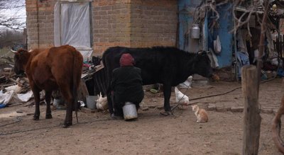 "Старе дерево не пересаджують". Історія Марії Луценко з Дніпропетровщини, яка живе у майже спорожнілому селі "Старе дерево не пересаджують". Історія Марії Луценко з Дніпропетровщини, яка живе у майже спорожнілому селі