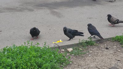 Галки та голуби у Харкові змагаються за їжу Галки та голуби у Харкові змагаються за їжу