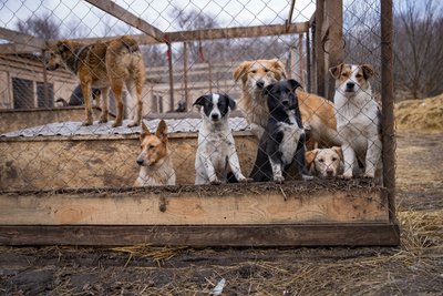 "Не забирають навіть лабрадора та вівчарок": 1000 собак і котів у притулку на Дніпропетровщині шукають нові домівки "Не забирають навіть лабрадора та вівчарок": 1000 собак і котів у притулку на Дніпропетровщині шукають нові домівки
