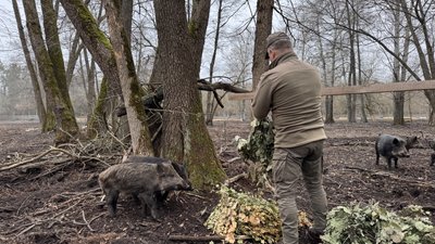 кабани, ліс, лісництво, єгері кабани, ліс, лісництво, єгері