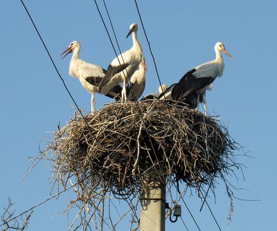 На Черкащині лелеки вигодували шістьох пташенят у одному гнізді На Черкащині лелеки вигодували шістьох пташенят у одному гнізді