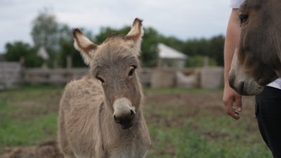 Бублик та Бубочка охороняють корів від хижаків: як на Чернігівщині розводять віслюків Бублик та Бубочка охороняють корів від хижаків: як на Чернігівщині розводять віслюків