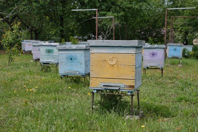 Бджолярі Полтавщини прогнозують здорожчання меду через несприятливу погоду Бджолярі Полтавщини прогнозують здорожчання меду через несприятливу погоду