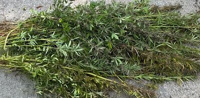 Поліцейські Житомирщини виявили понад 400 рослин конопель у приватному господарстві Поліцейські Житомирщини виявили понад 400 рослин конопель у приватному господарстві