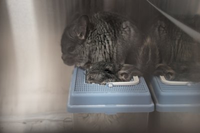 "Стан поганий". З прифронтового Покровського евакуювали 20 шиншил, які перебували у "чорному" розпліднику "Стан поганий". З прифронтового Покровського евакуювали 20 шиншил, які перебували у "чорному" розпліднику