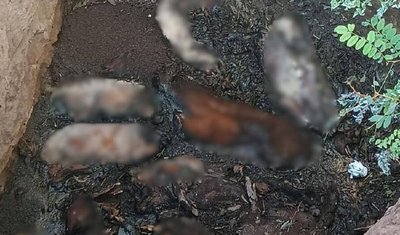 Захоронення тушок свиней: підприємство з Черкащини підозрюють у забрудненні земель Захоронення тушок свиней: підприємство з Черкащини підозрюють у забрудненні земель