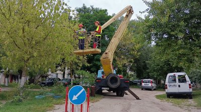 Американський білий метелик на Волині: як у Ковельській громаді борються зі шкідником Американський білий метелик на Волині: як у Ковельській громаді борються зі шкідником