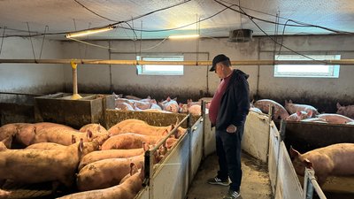 На Кіровоградщині зменшилося поголів’я свиней. Як це вплинуло на ціну та обсяг імпорту м’яса На Кіровоградщині зменшилося поголів’я свиней. Як це вплинуло на ціну та обсяг імпорту м’яса