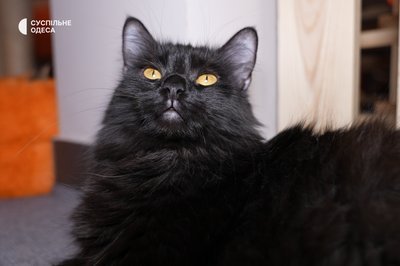«Котики — це не іграшки»: як за понад пів року змінилося котокафе в Одесі «Котики — це не іграшки»: як за понад пів року змінилося котокафе в Одесі