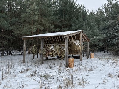 "Не залишаться без їжі": лісівники на Полтавщині підгодовують диких тварин