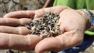 Агроном тримає у руці висохші насіння соняшника