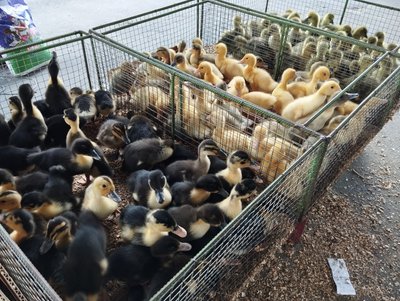 Продаж птиці на ринку в Полтаві Продаж птиці на ринку в Полтаві