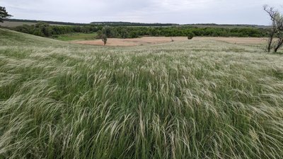 Заповідники замість ріллі: фахівчиня розповіла як вберегти природу Черкащини Заповідники замість ріллі: фахівчиня розповіла як вберегти природу Черкащини