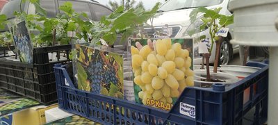 У Хмельницькому відбувається "Ярмарок розсади"