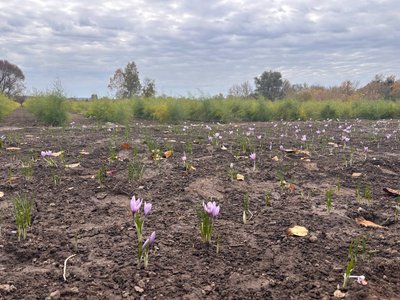 "Найдорожча в світі спеція": переселенець із Каховки вирощує шафран на Черкащині "Найдорожча в світі спеція": переселенець із Каховки вирощує шафран на Черкащині