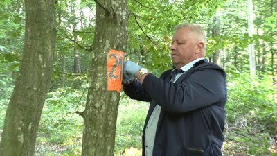 Як триває вакцинація диких тварин від сказу у лісах
