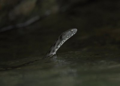 Вуж водяний Вуж водяний