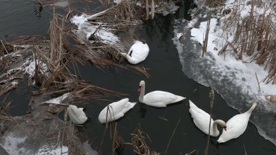 Понад пів сотні лебедів залишились зимувати на річці Устя у Великому Олексині на Рівненщині Понад пів сотні лебедів залишились зимувати на річці Устя у Великому Олексині на Рівненщині