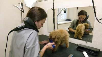 Втілила мрію. Переселенка із Сумщини відкрила у Кропивницькому салон краси для тварин