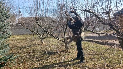 Володимир Лаврів, садівник, обрізка дерев, весняна обрізка дерев Володимир Лаврів, садівник, обрізка дерев, весняна обрізка дерев