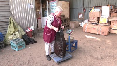 «Хотілось би, щоб вони дорожчі були»: у Рівному розпочали збір каштанів