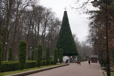 Ялинка, Івано-Франківськ