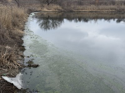 Сморід і піна: у Полтаві знову досліджують стан ставків