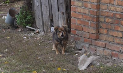 "Собачка Ляля — ляклива, але дуже мужня". Історія дружби песика та військового 128 бригади ТрО "Собачка Ляля — ляклива, але дуже мужня". Історія дружби песика та військового 128 бригади ТрО