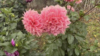 Жоржини рожевого кольору Жоржини рожевого кольору