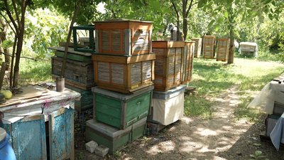 шалена бджілка шалена бджілка