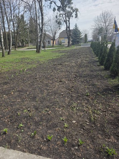На Тернопільщині з Алеї Героїв викрали саджанці дерев На Тернопільщині з Алеї Героїв викрали саджанці дерев
