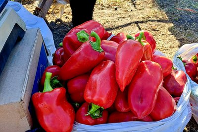 Життя люди евакуація перець село Андріївка Великоновосілківська громада Волноваський район Донеччина 20 вересня 2024 року Життя люди евакуація перець село Андріївка Великоновосілківська громада Волноваський район Донеччина 20 вересня 2024 року