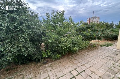 "У місті немає парків": жителі Теплодара протестують проти вирубки дерев у центральному сквері "У місті немає парків": жителі Теплодара протестують проти вирубки дерев у центральному сквері