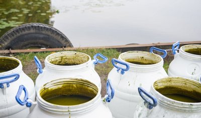 У став вносять водорості хлорели, став, водойма, екологія, 26 версеня 2026, Тернопіль У став вносять водорості хлорели, став, водойма, екологія, 26 версеня 2026, Тернопіль