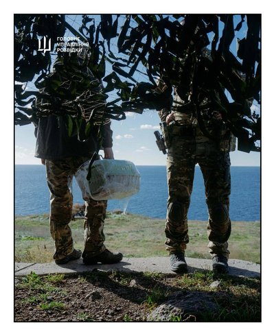 Операція "ГУР-КІТ": з острова Зміїний розвідники евакуювали 15 котиків Операція "ГУР-КІТ": з острова Зміїний розвідники евакуювали 15 котиків