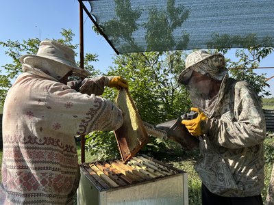 "Десятий і останній сезон медозбору на Межівщині": бджоляр про роботу за 25 км від фронту "Десятий і останній сезон медозбору на Межівщині": бджоляр про роботу за 25 км від фронту