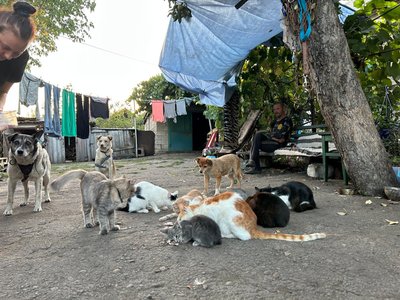 "У Межовій до тисячі покинутих тварин": як зооволонтерка допомагає покинутим тваринам прифронтової Межової